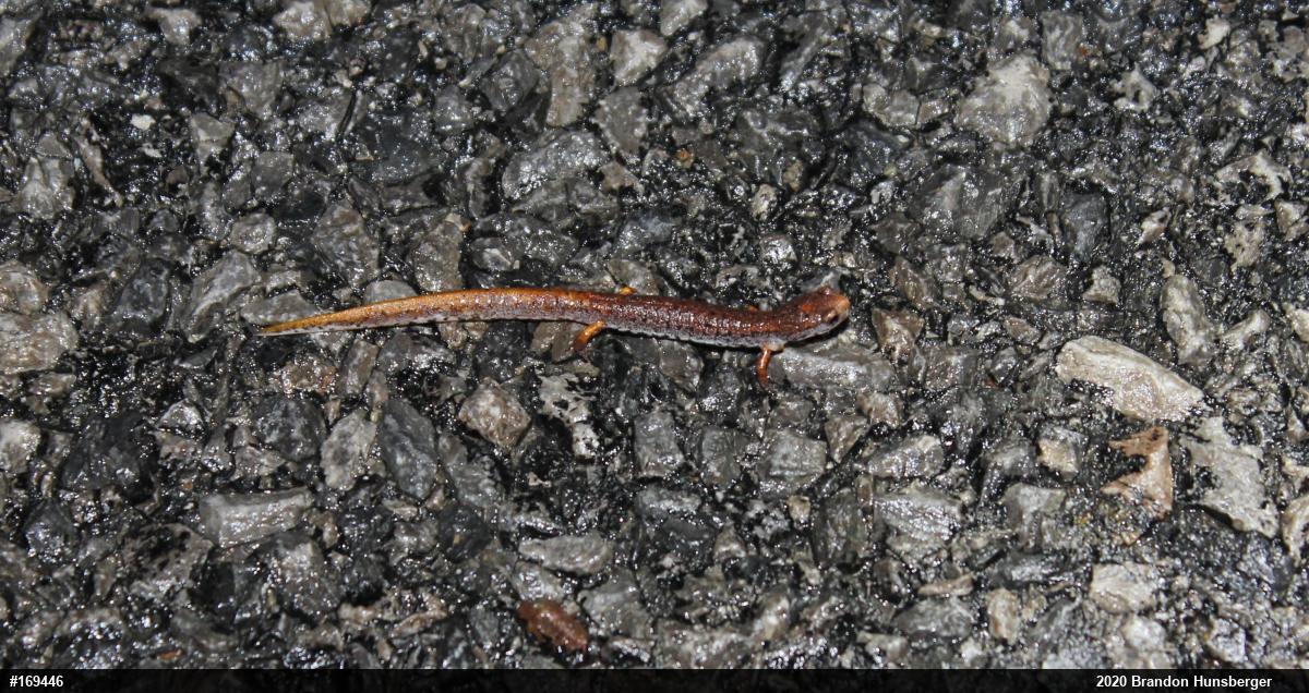 Four-toed Salamander