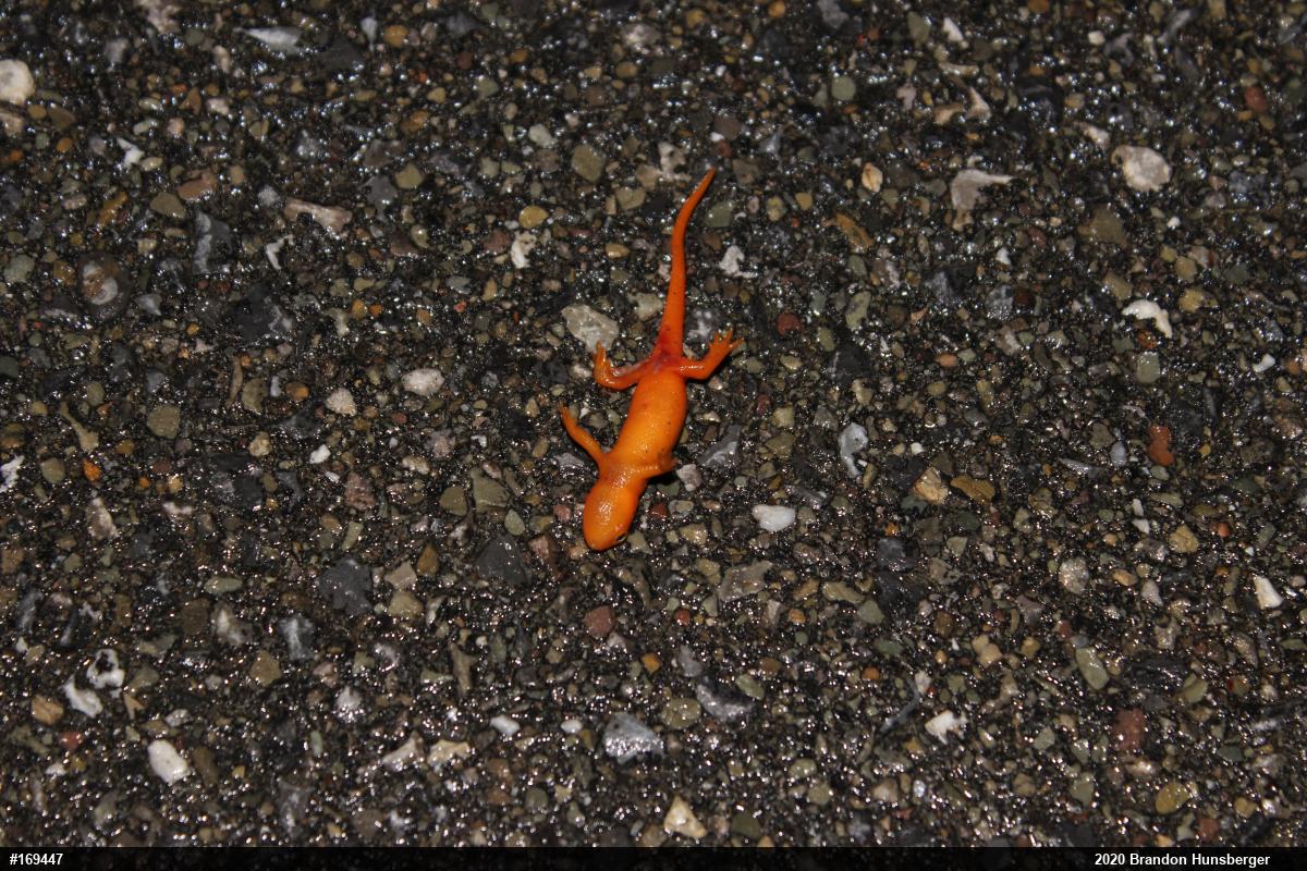 Red-spotted Newt
