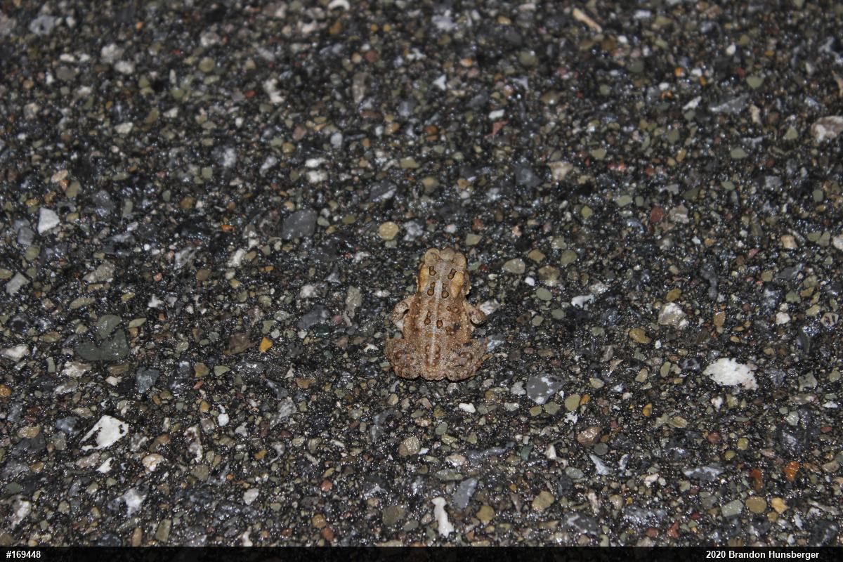 Eastern American Toad