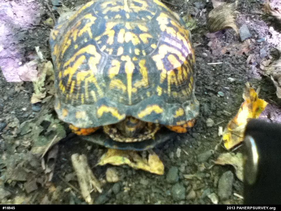 Eastern Box Turtle