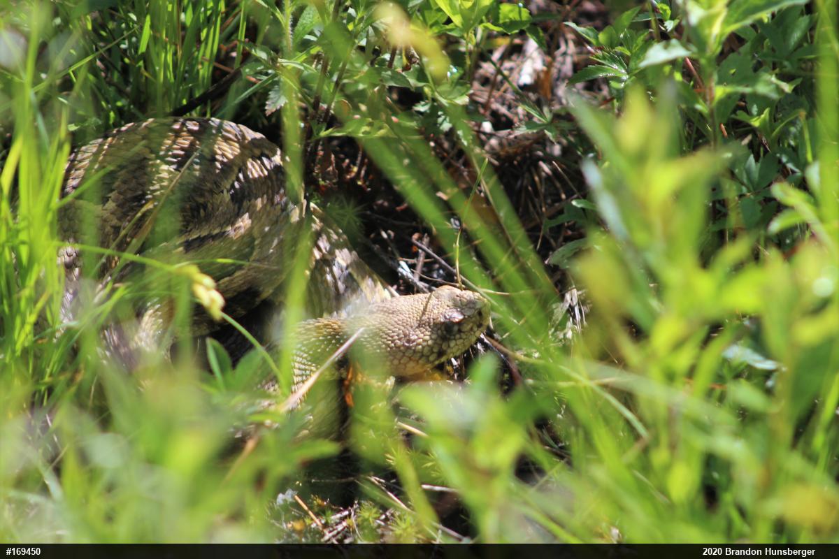 Timber Rattlesnake