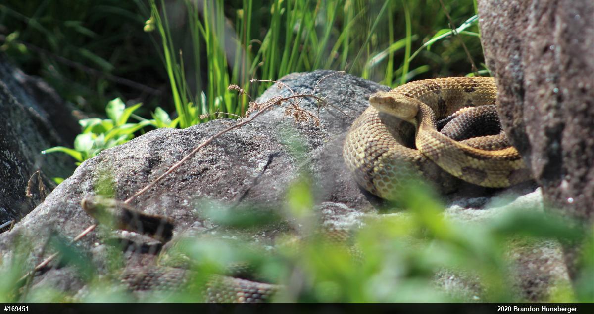 Timber Rattlesnake
