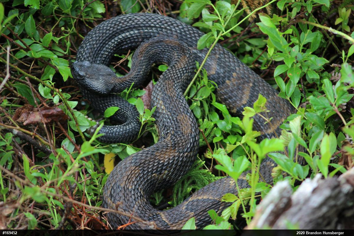 Timber Rattlesnake