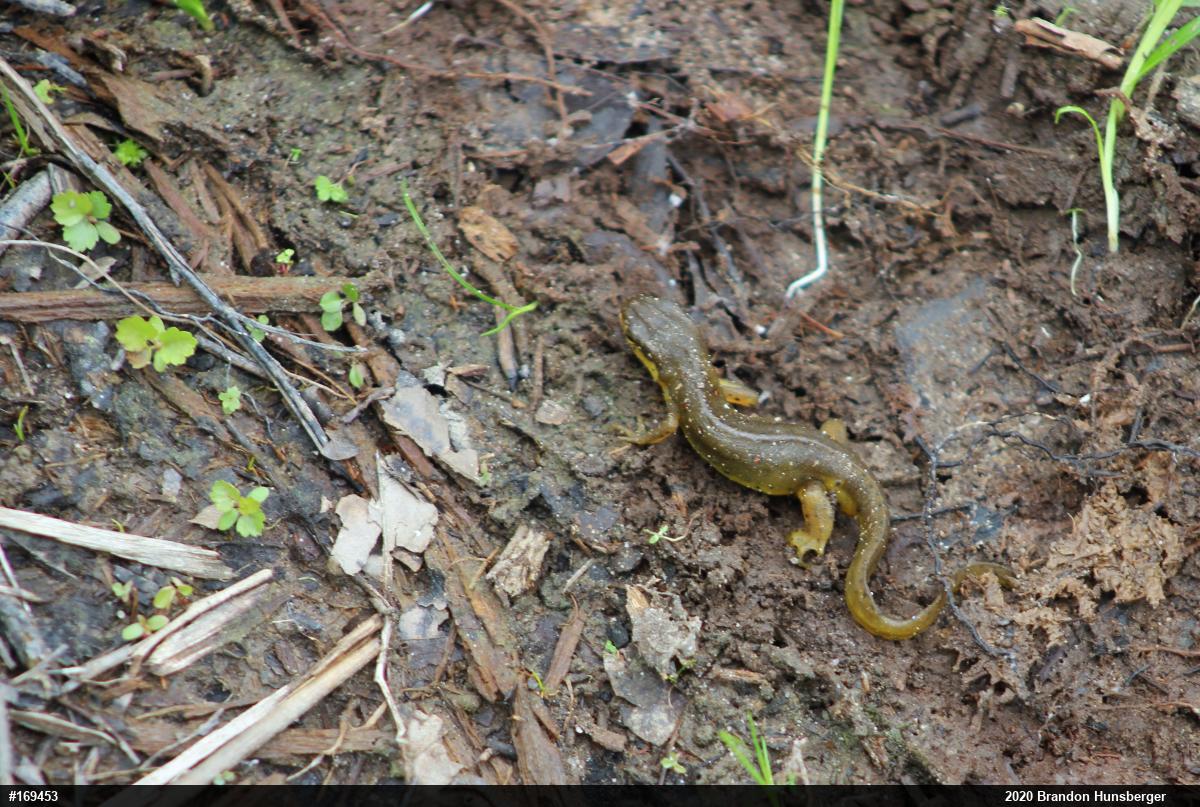 Red-spotted Newt