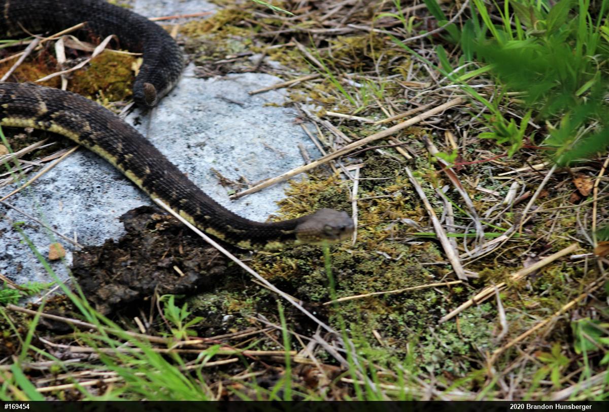 Timber Rattlesnake