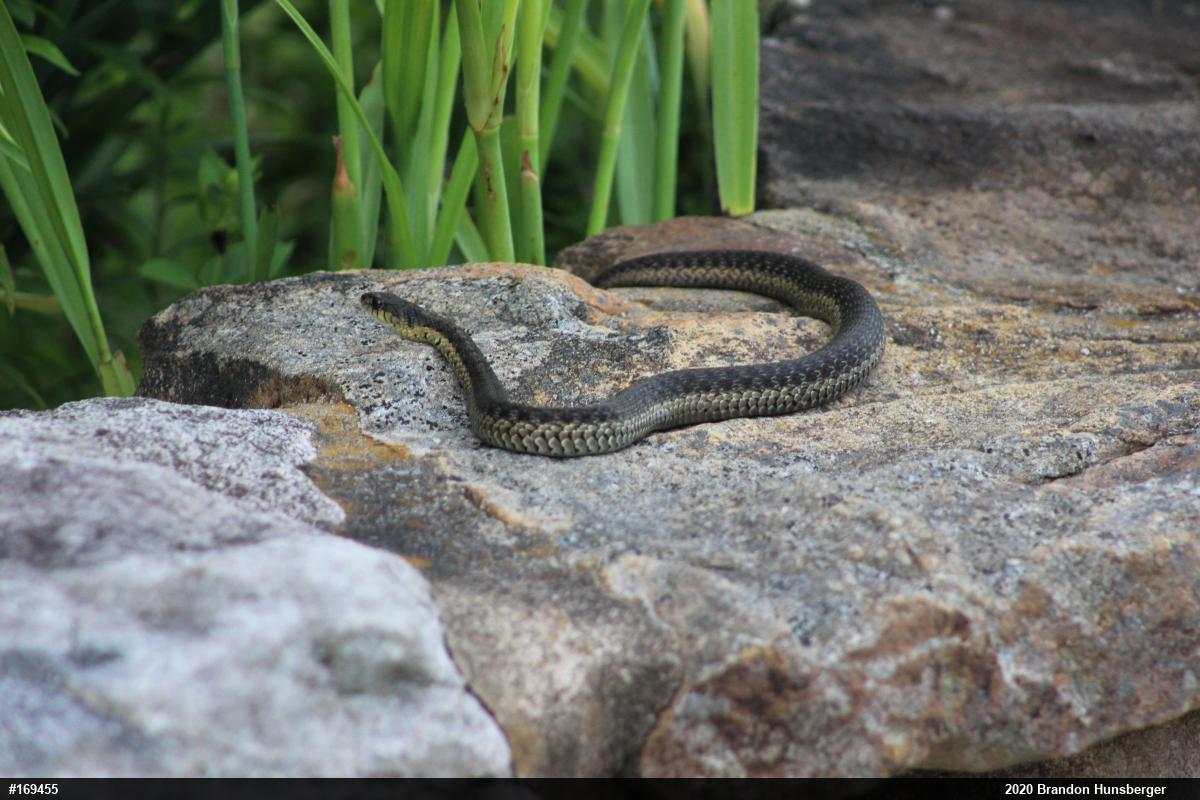 Eastern Gartersnake