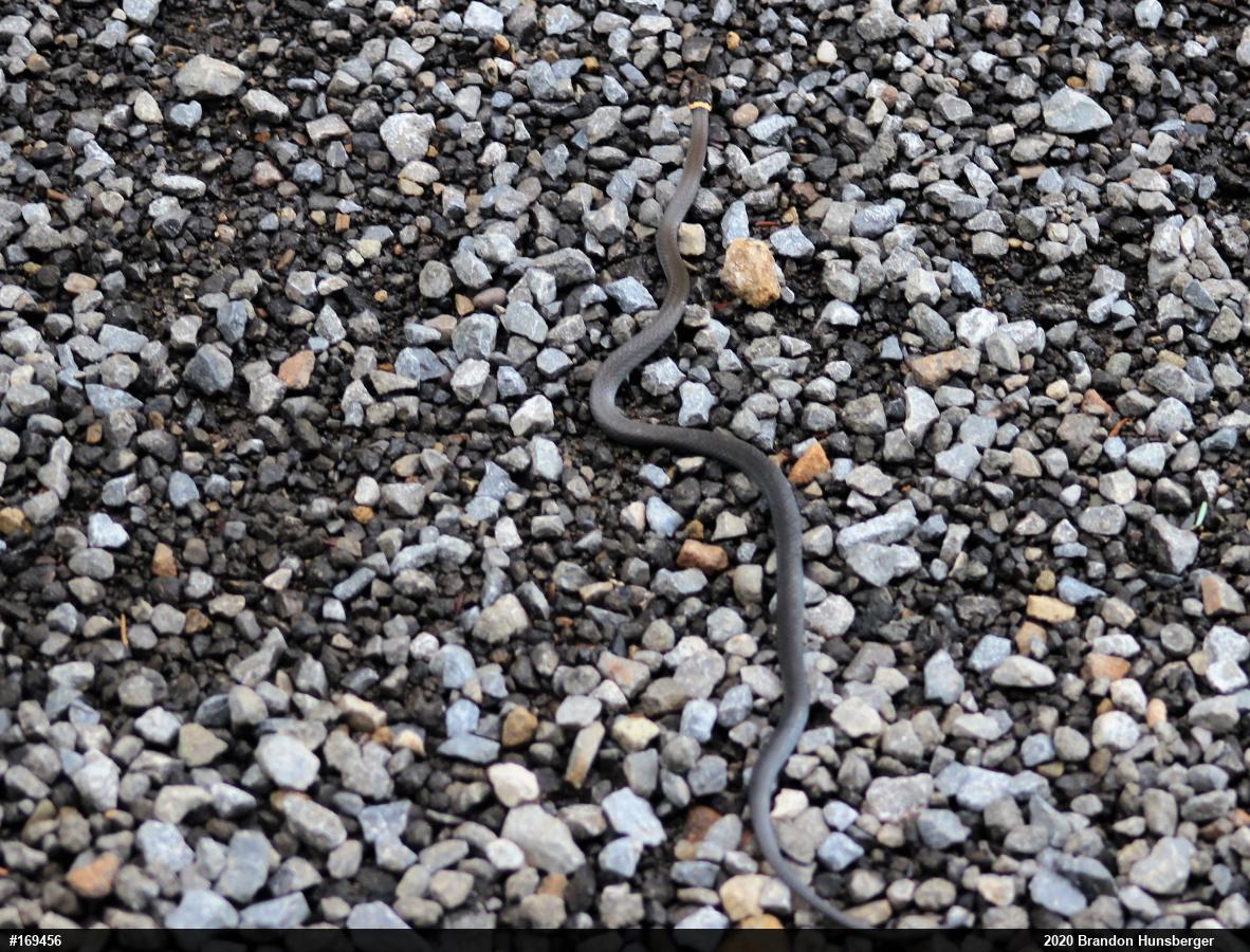 Northern Ring-necked Snake