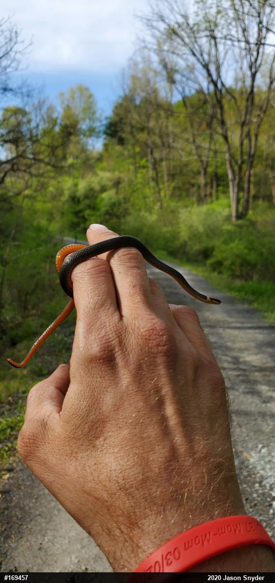 Northern Ring-necked Snake