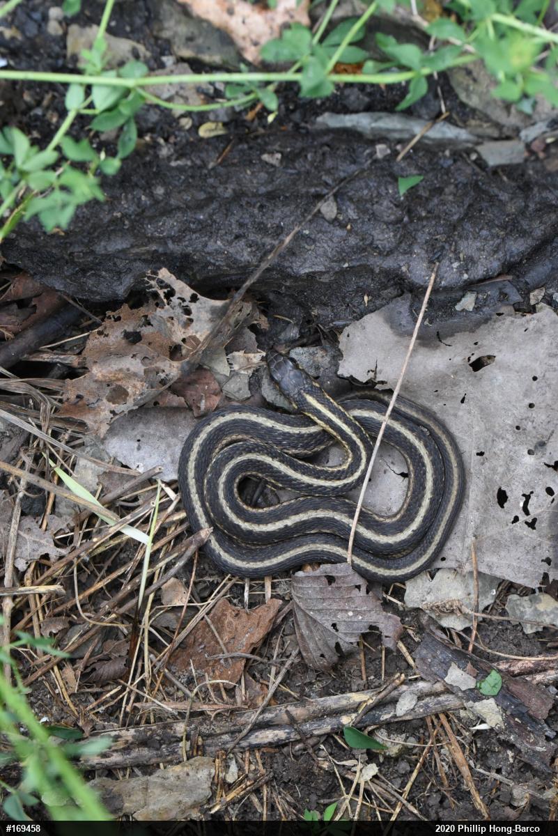 Eastern Gartersnake