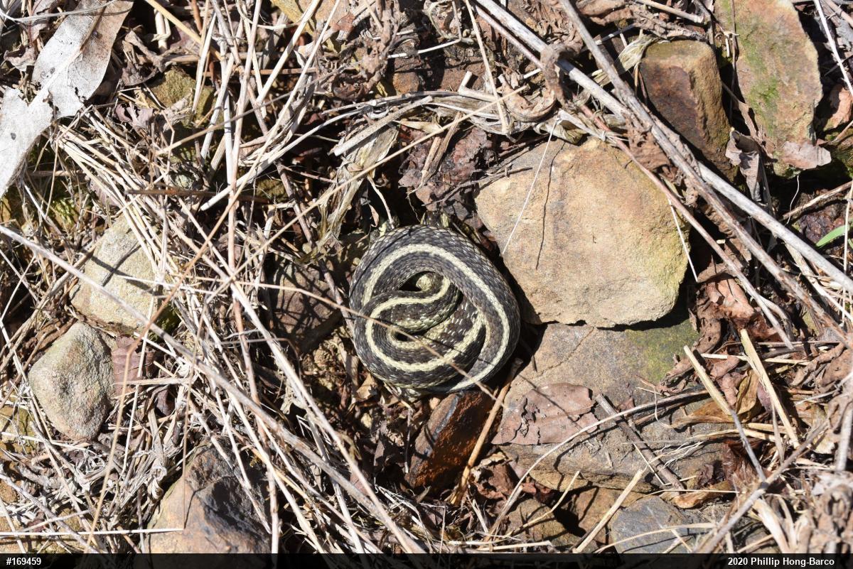 Eastern Gartersnake