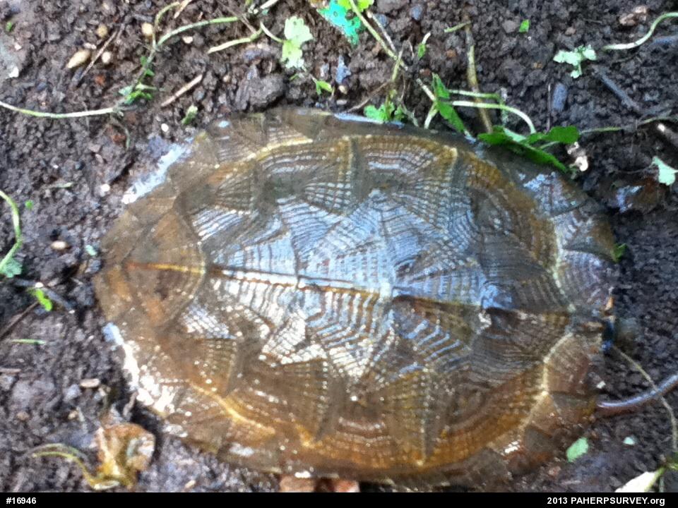 Wood Turtle