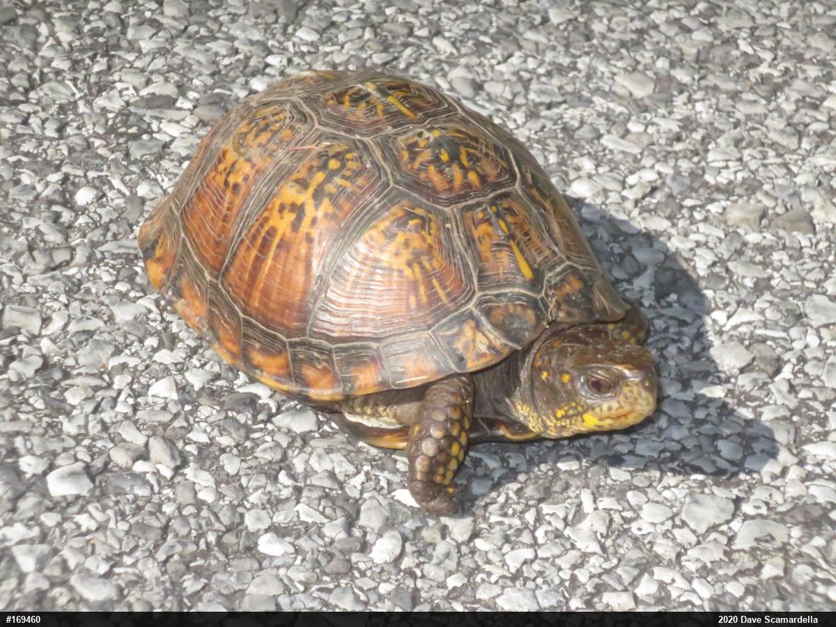 Eastern Box Turtle