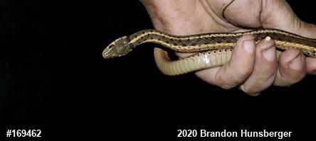 Eastern Gartersnake