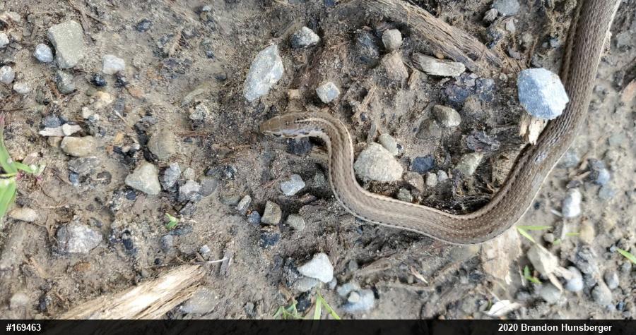 Shorthead Gartersnake