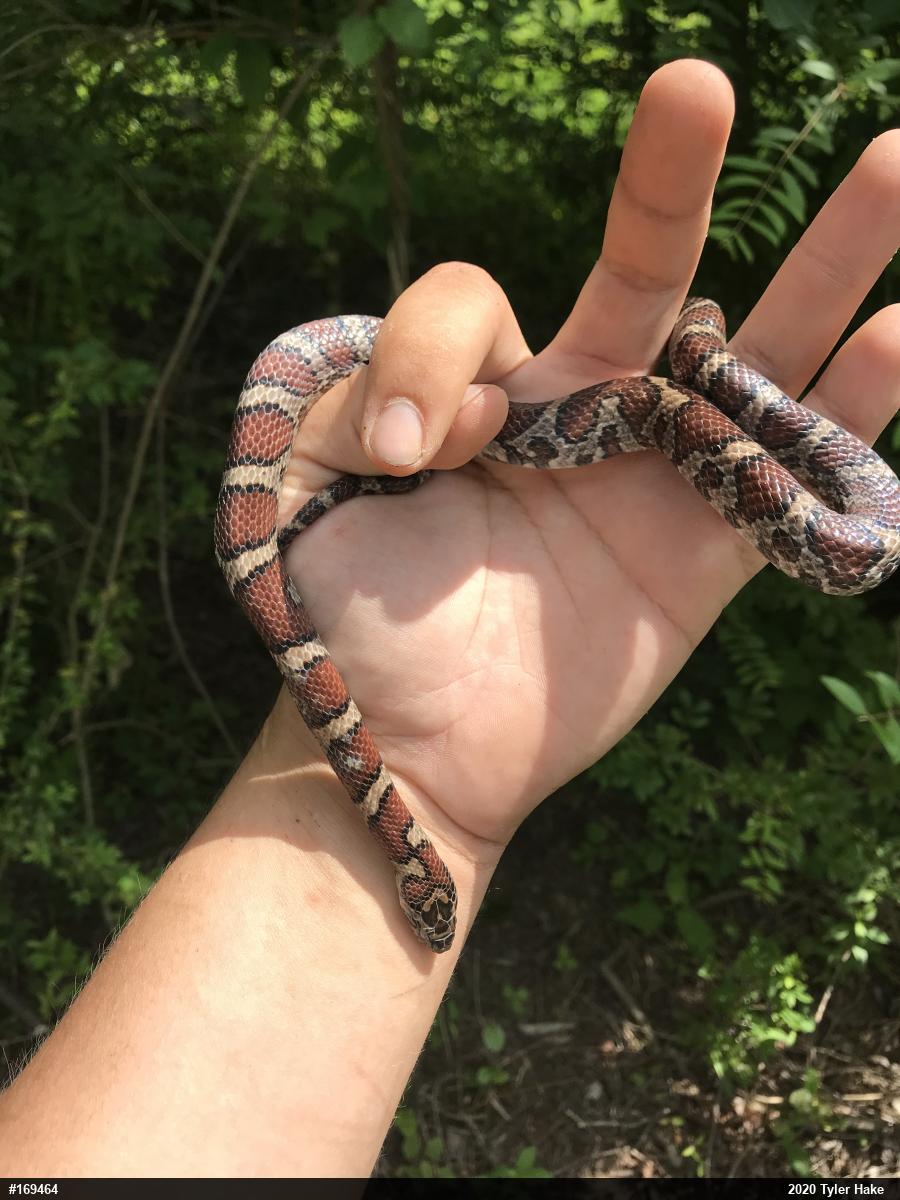 Eastern Milksnake