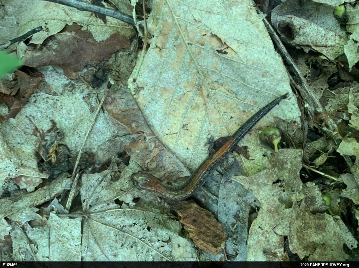 Eastern Red-backed  Salamander