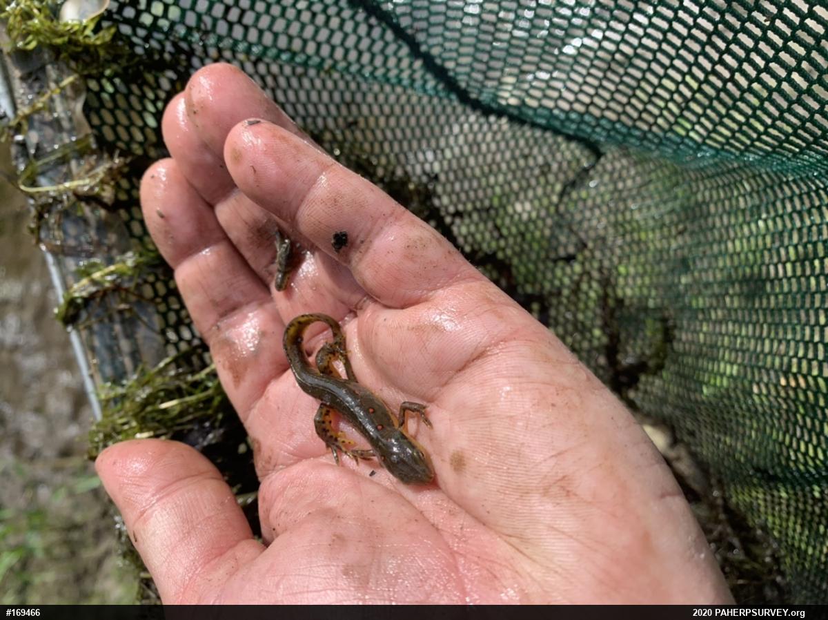 Red-spotted Newt