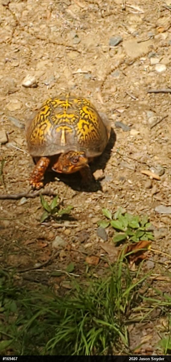 Eastern Box Turtle