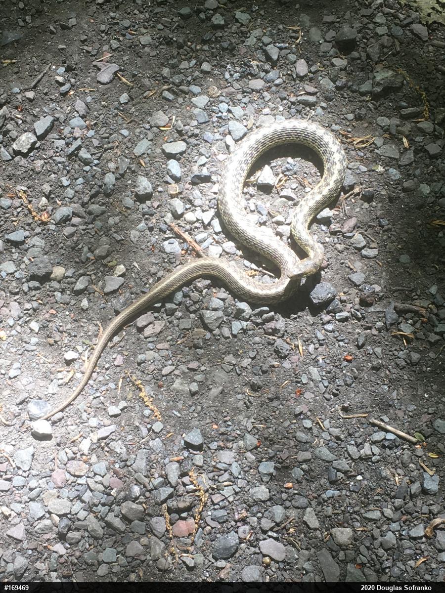 Eastern Gartersnake