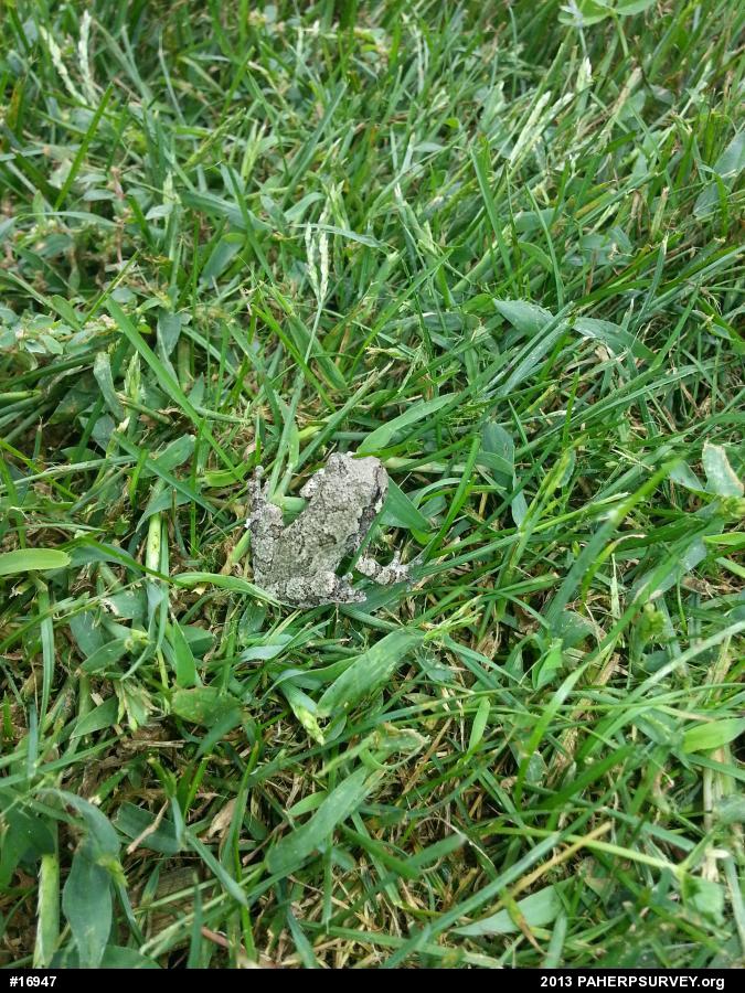 Unknown Gray Treefrog