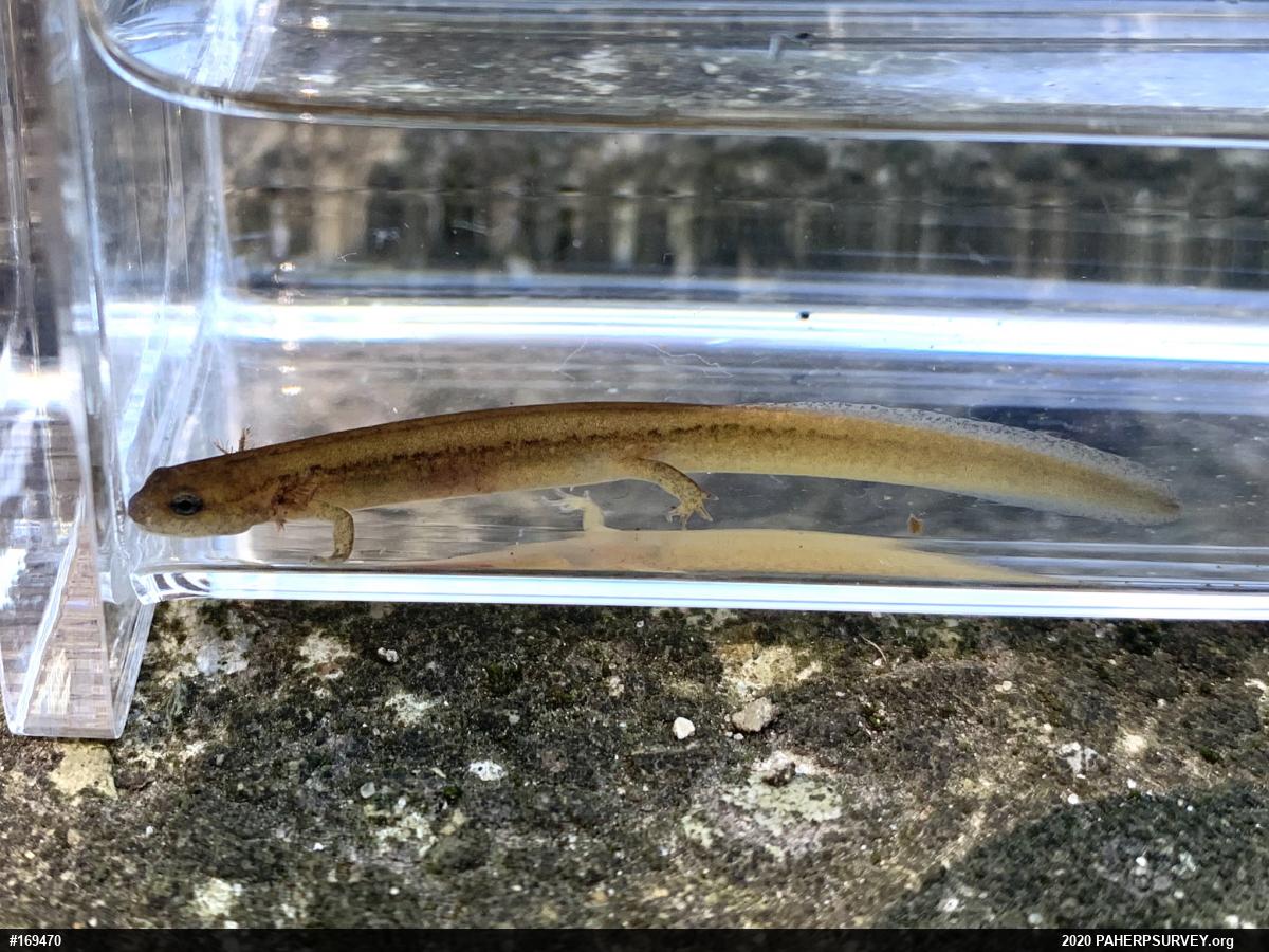 Northern Two-lined Salamander