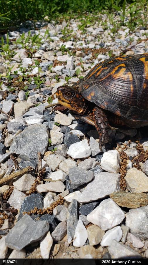 Eastern Box Turtle