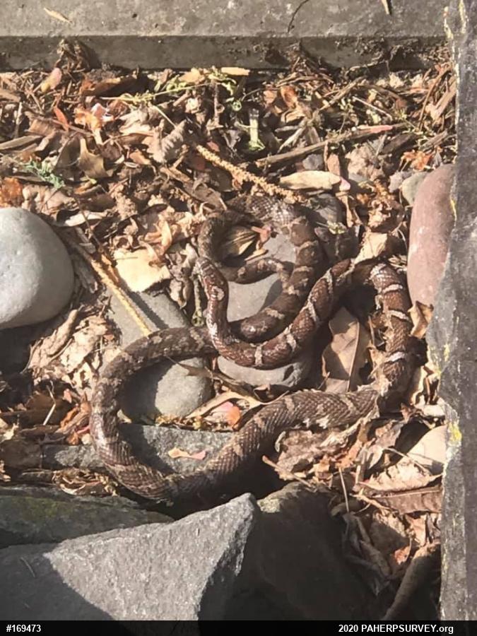 Eastern Milksnake