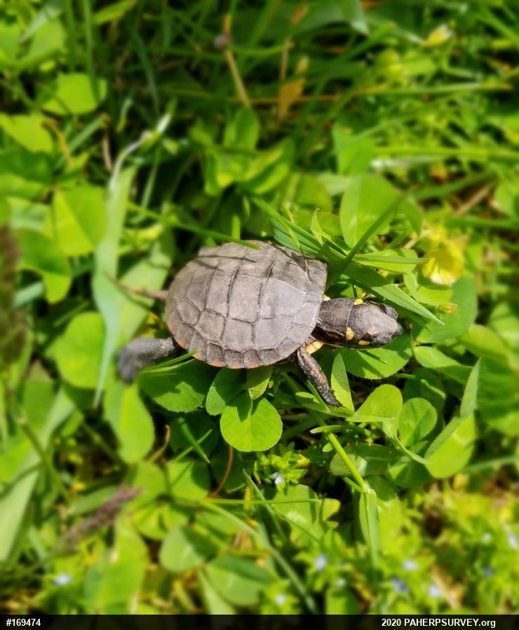 Eastern Painted Turtle