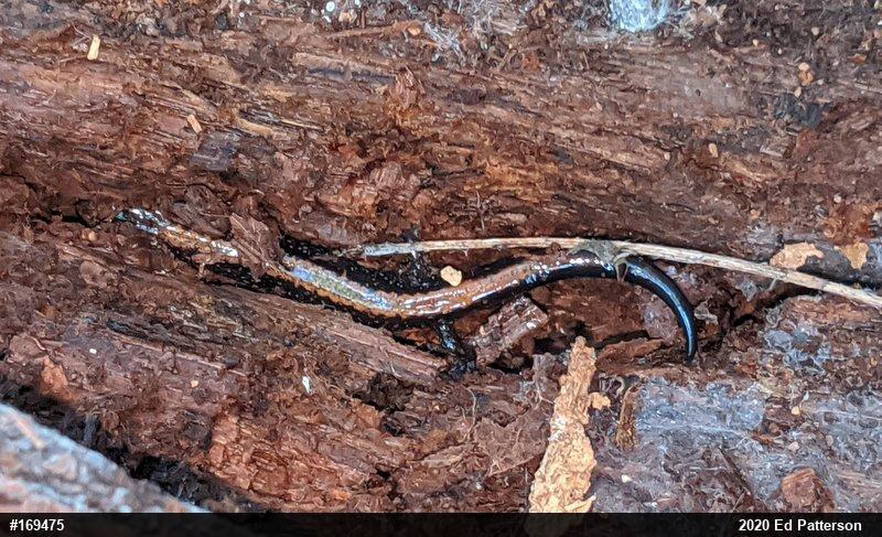 Eastern Red-backed  Salamander