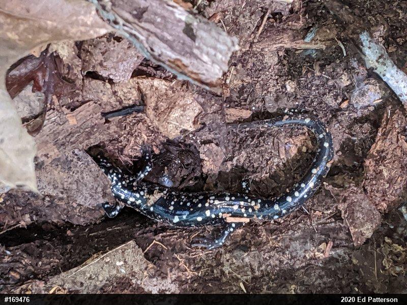 Northern Slimy Salamander