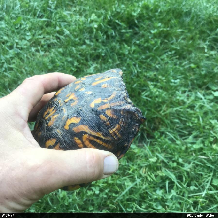 Eastern Box Turtle
