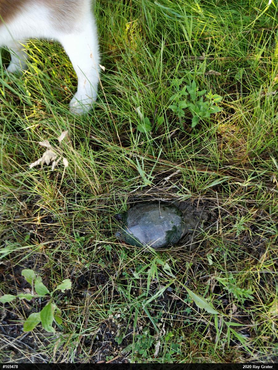 Midland Painted Turtle