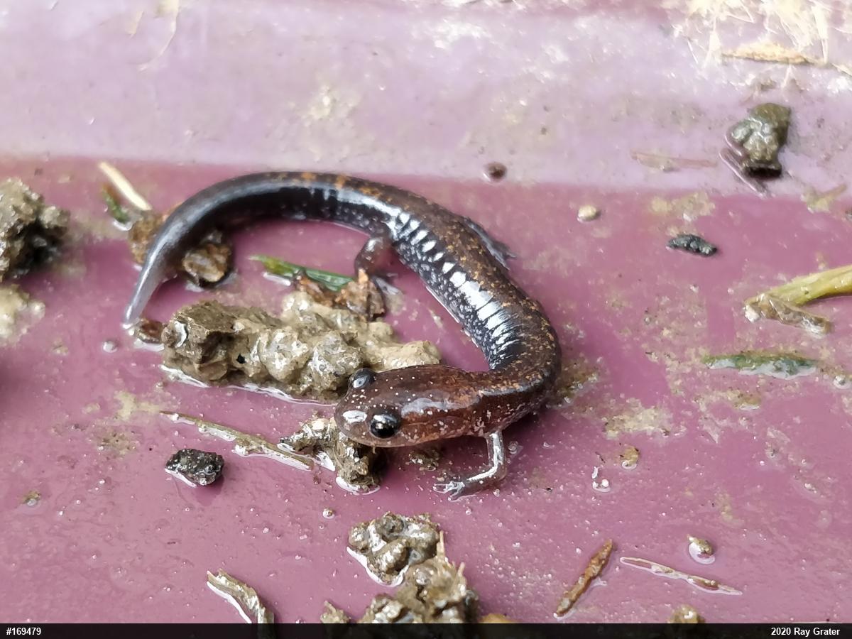 Eastern Red-backed  Salamander