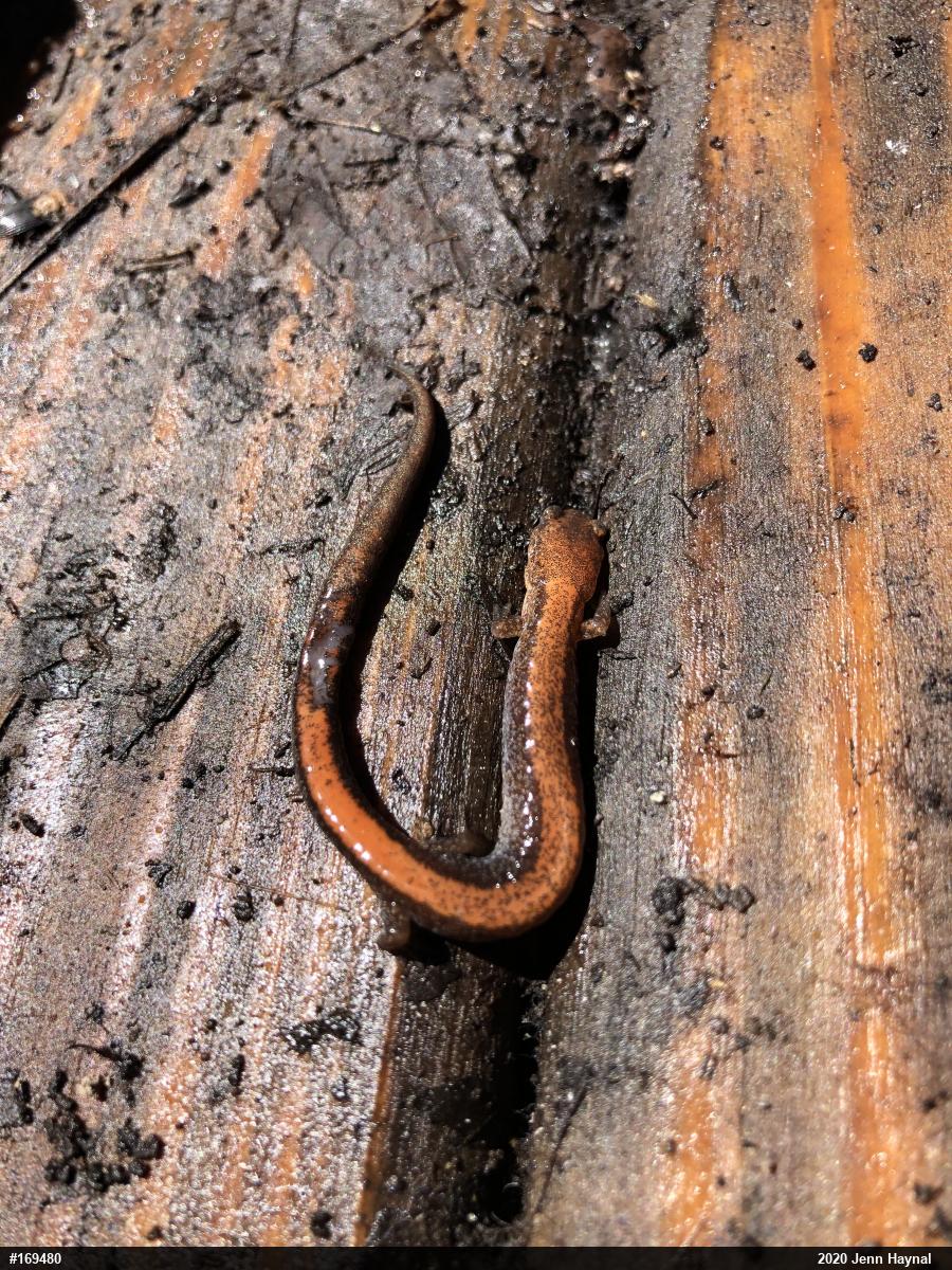 Eastern Red-backed  Salamander
