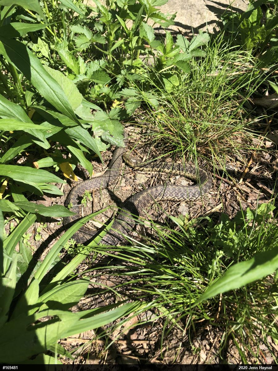 Eastern Gartersnake