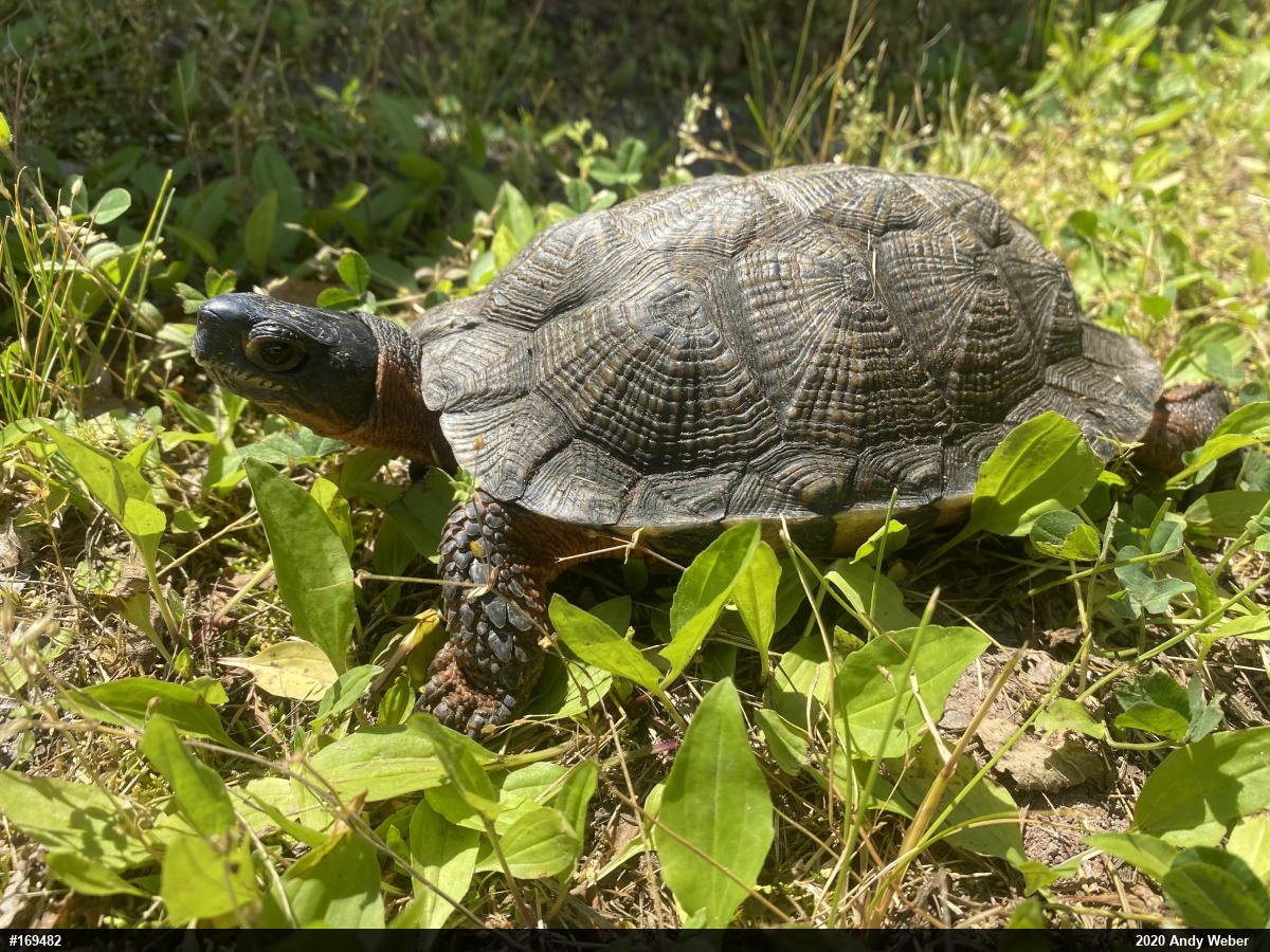 Wood Turtle