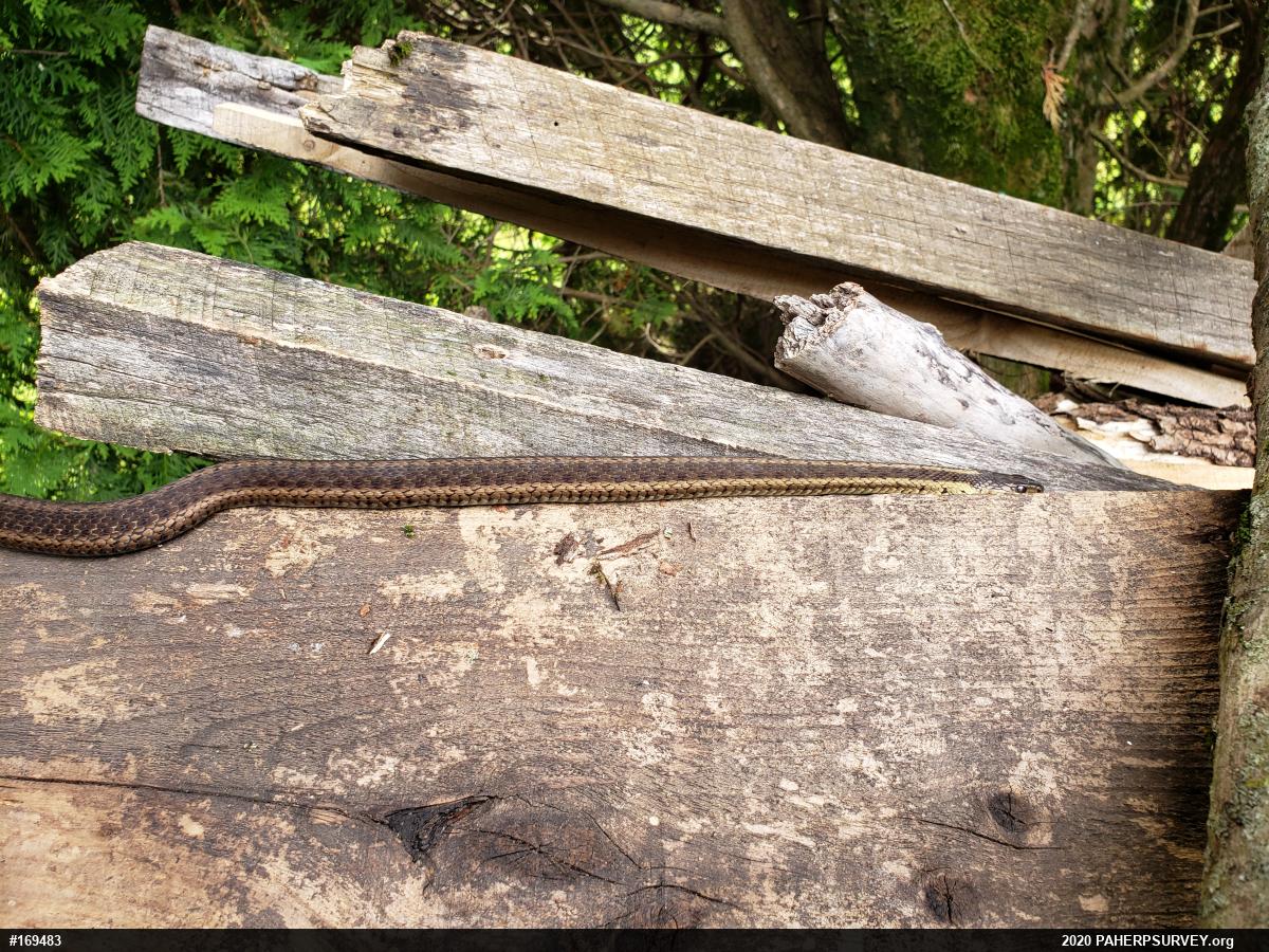 Eastern Gartersnake