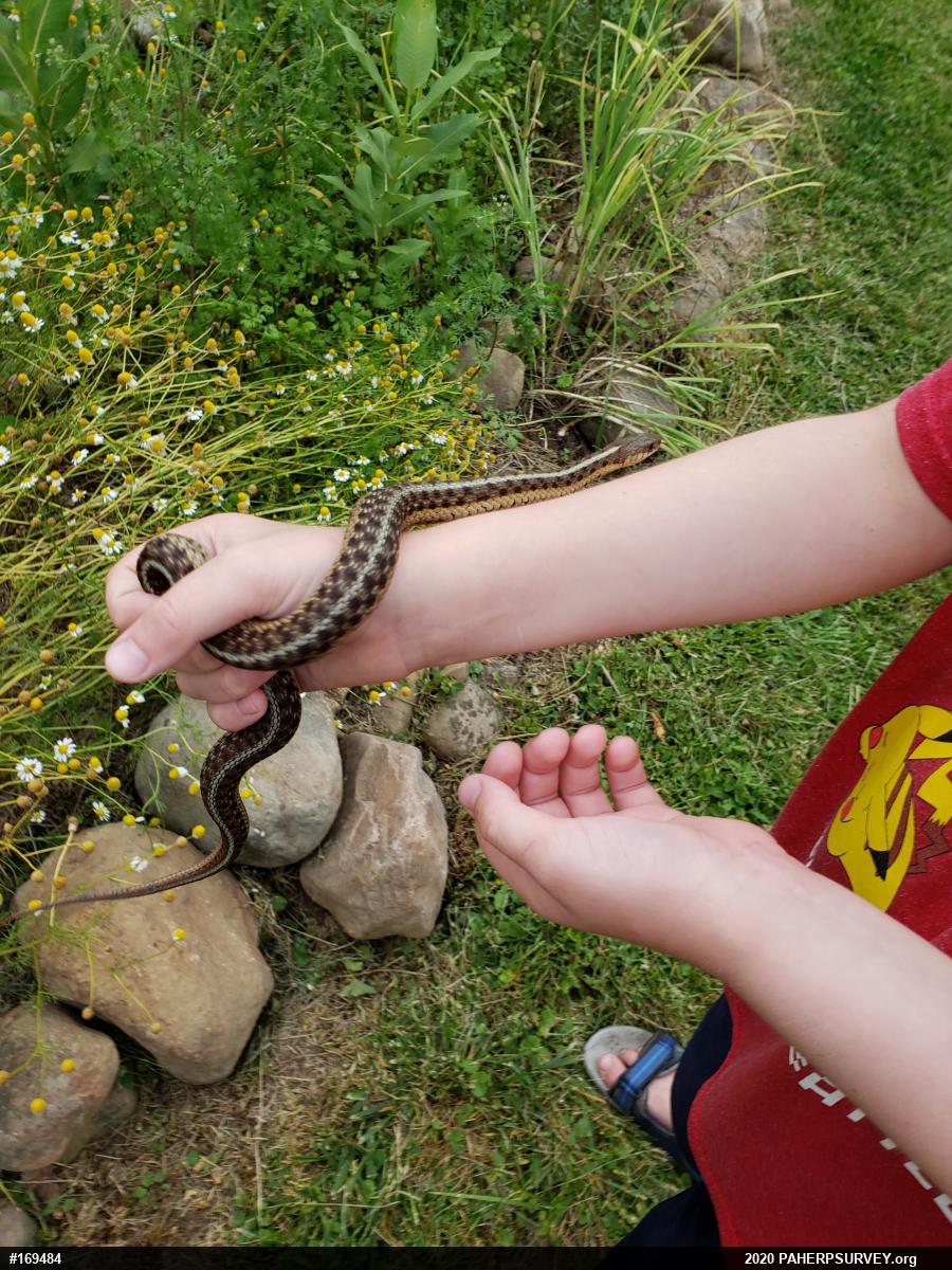 Eastern Gartersnake