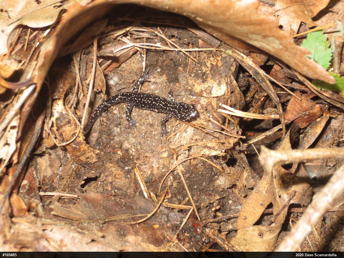 Northern Slimy Salamander