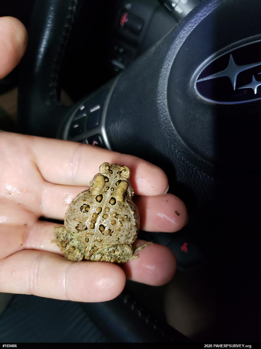 Eastern American Toad