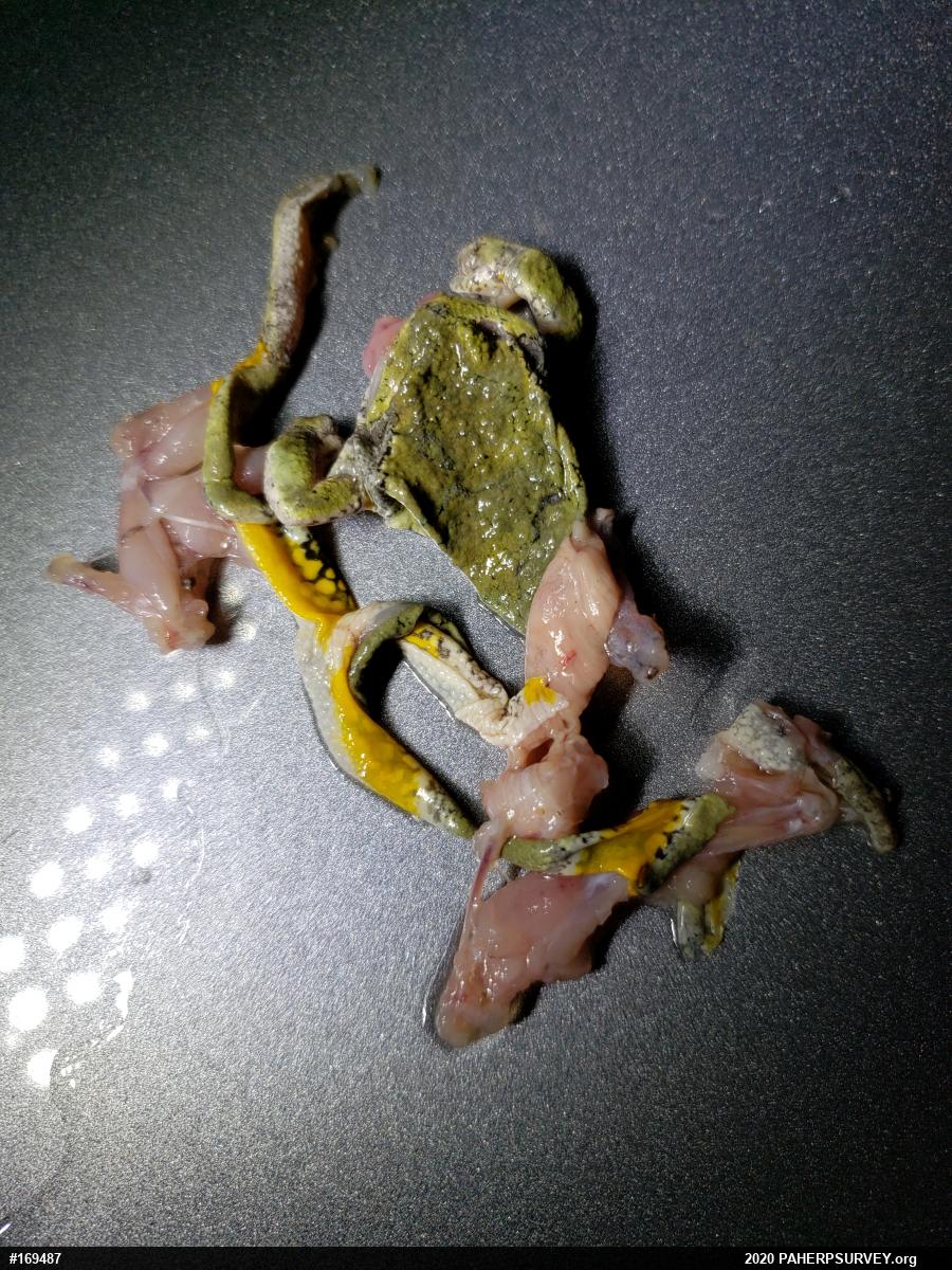 Unknown Gray Treefrog