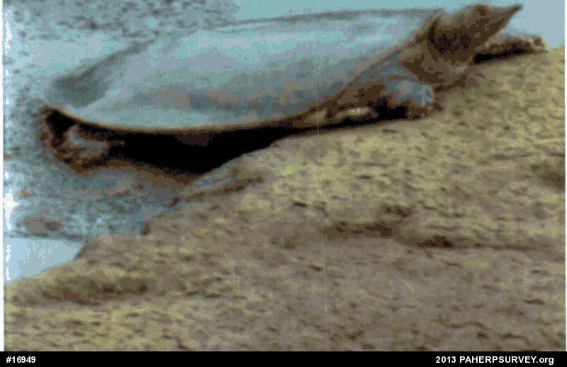 Eastern Spiny Softshell