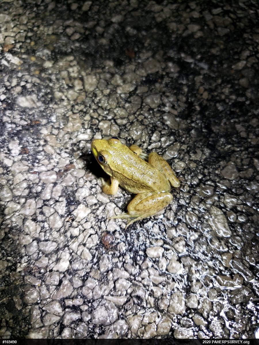Green Frog