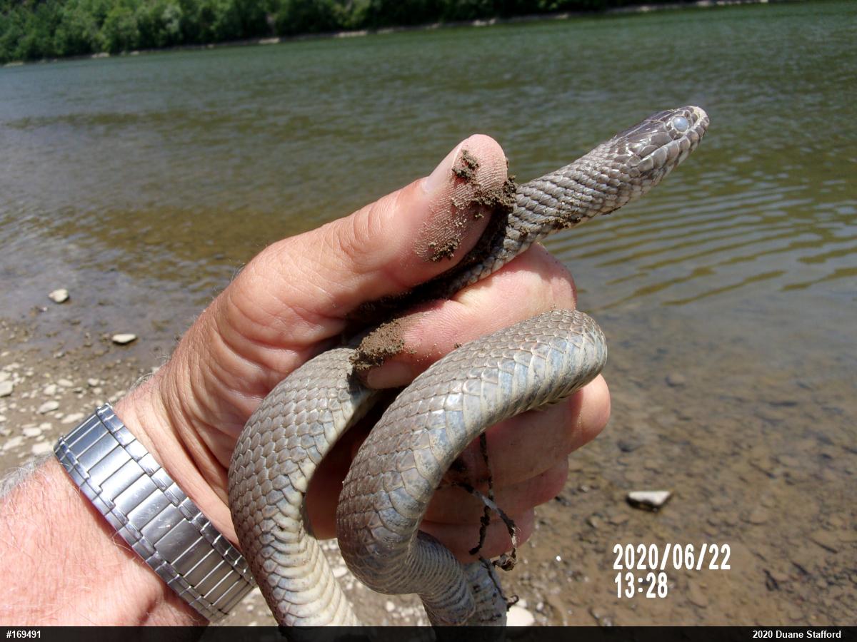 Northern Watersnake