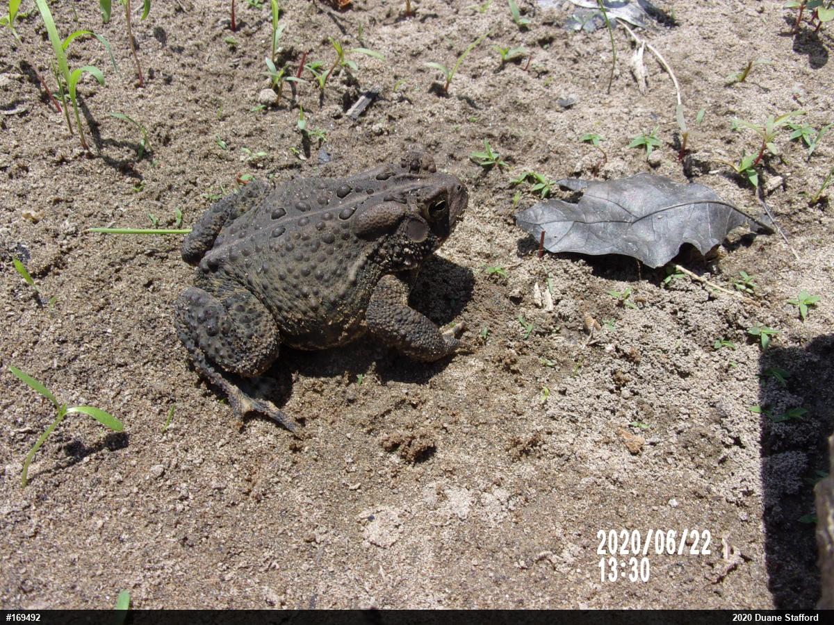 Eastern American Toad