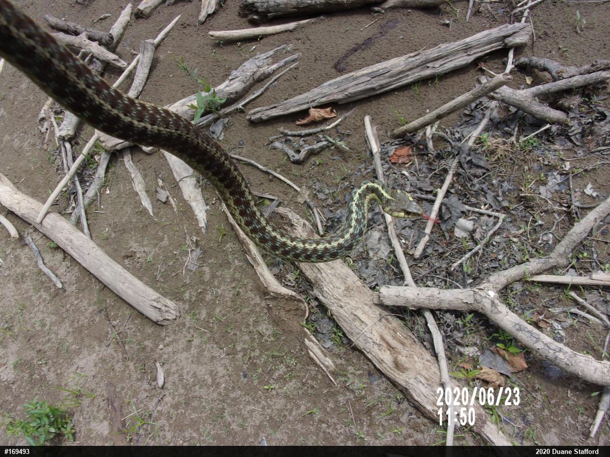 Eastern Gartersnake