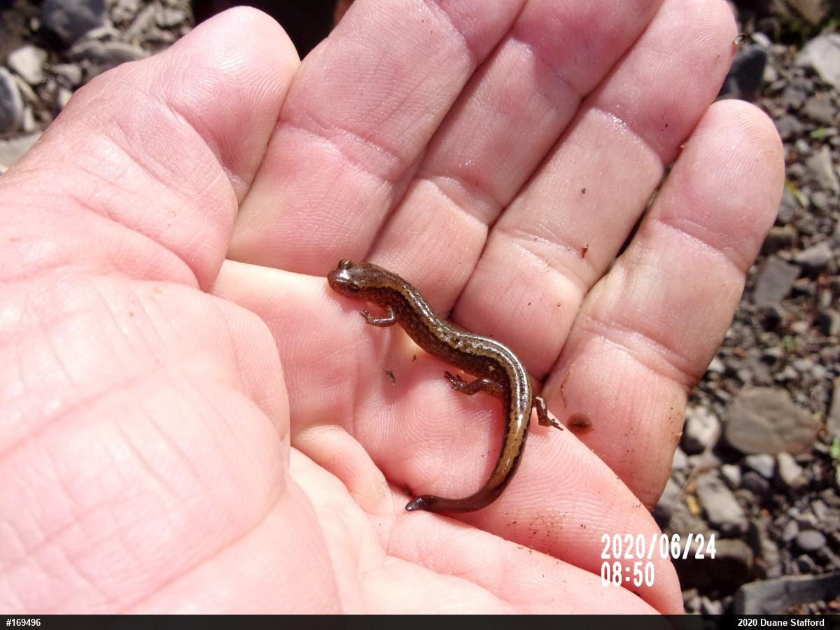 Northern Two-lined Salamander