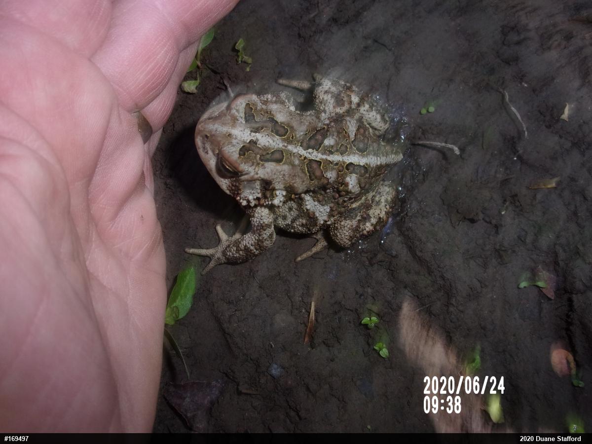 Eastern American Toad