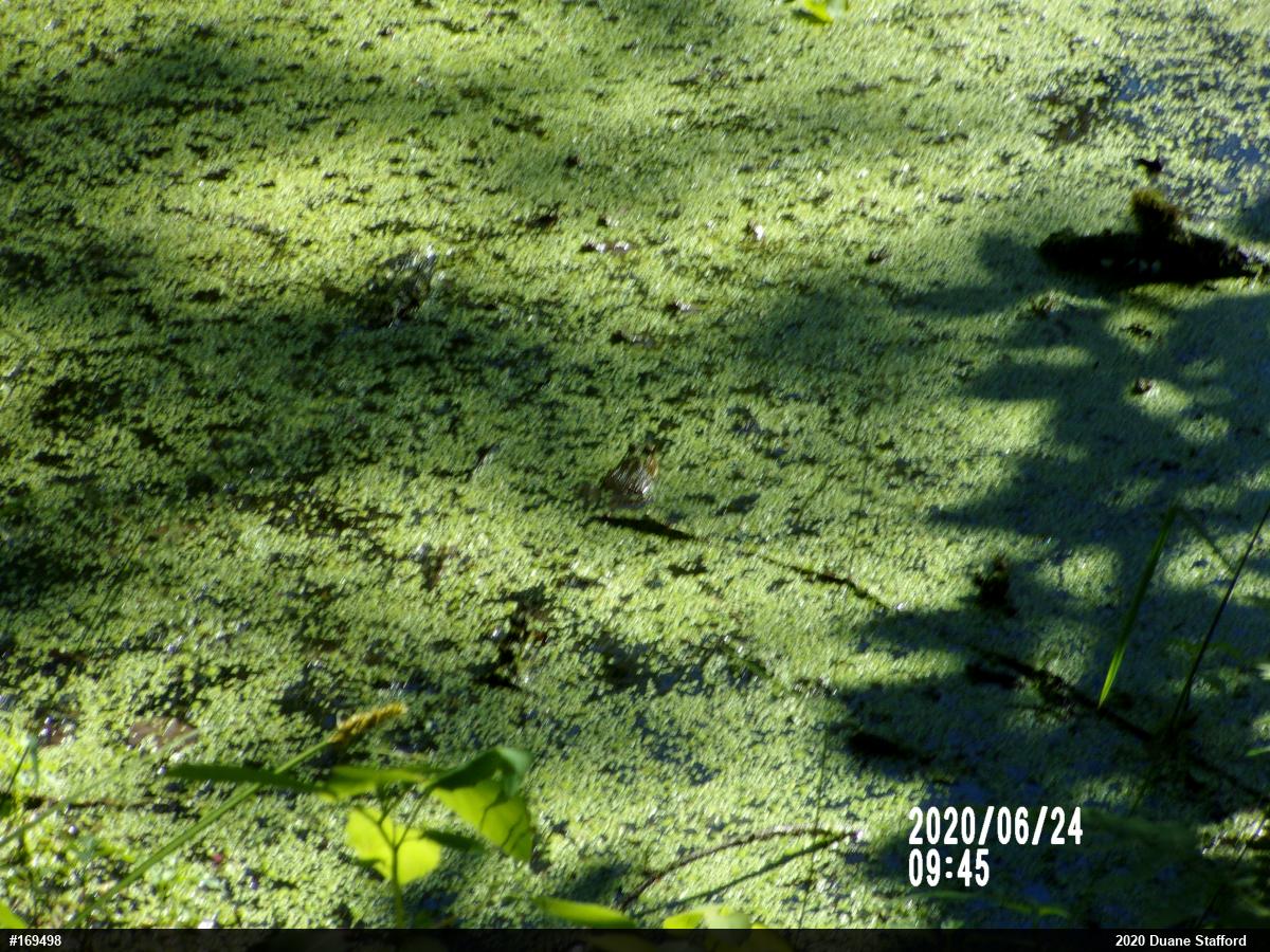 Green Frog