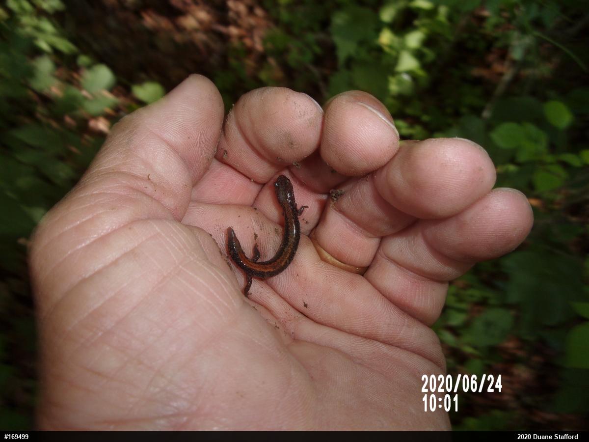 Eastern Red-backed  Salamander